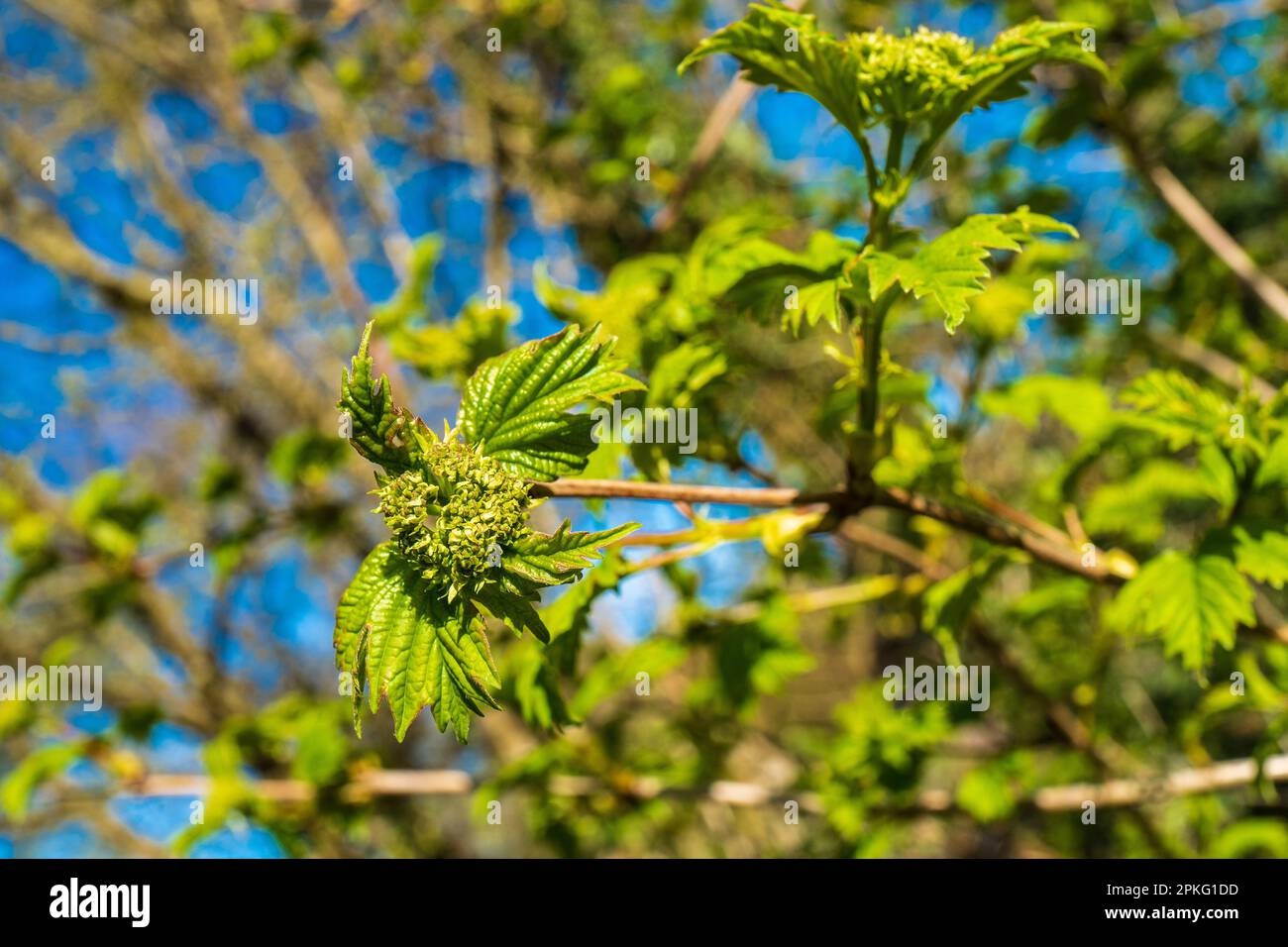 Buds and fresh leaves on the trees. Spring awakening Stock Photo