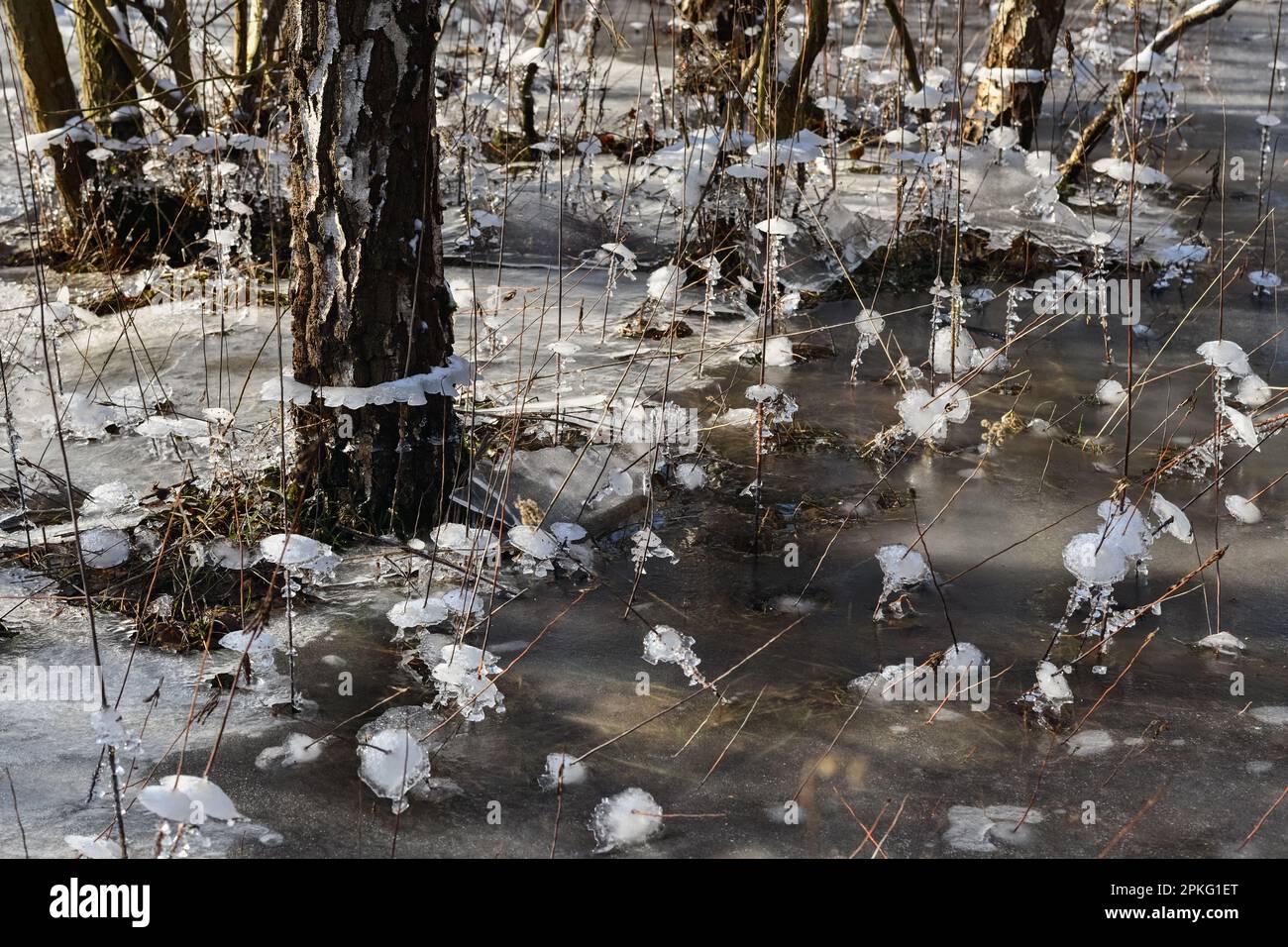 Ice formation in the floodplain forest... Lower Rhine ( winter flood 2020/2021 ), first came the high water, then severe frost, ice cold Stock Photo