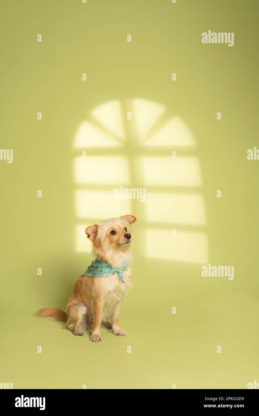 https://c8.alamy.com/comp/2PKG3D9/dog-photography-at-the-studio-with-creative-lighting-2PKG3D9.jpg
