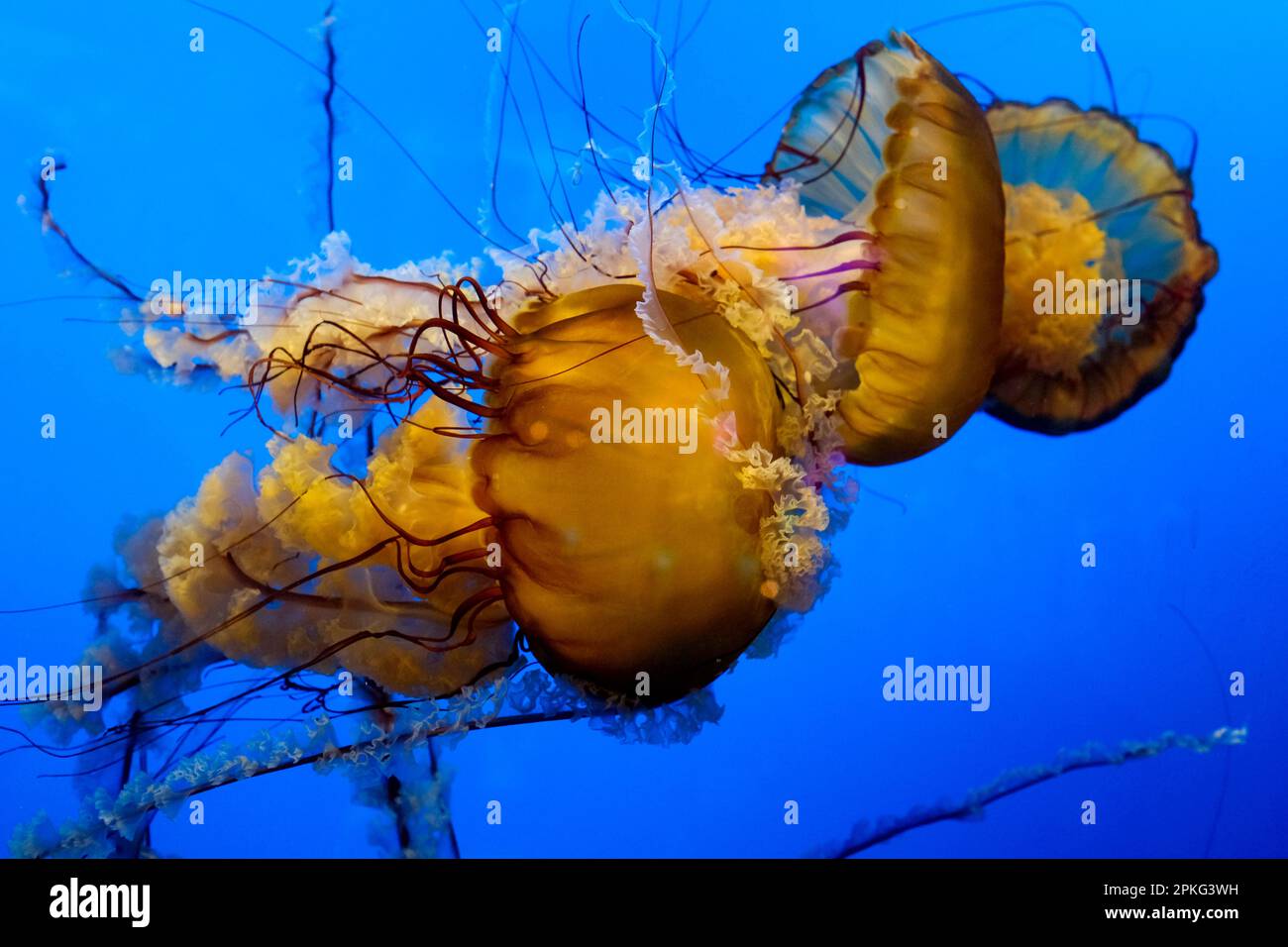 Colourful jellyfish swims in blue ocean sea, dangerous poisonous jellyfish Japanese sea nettle