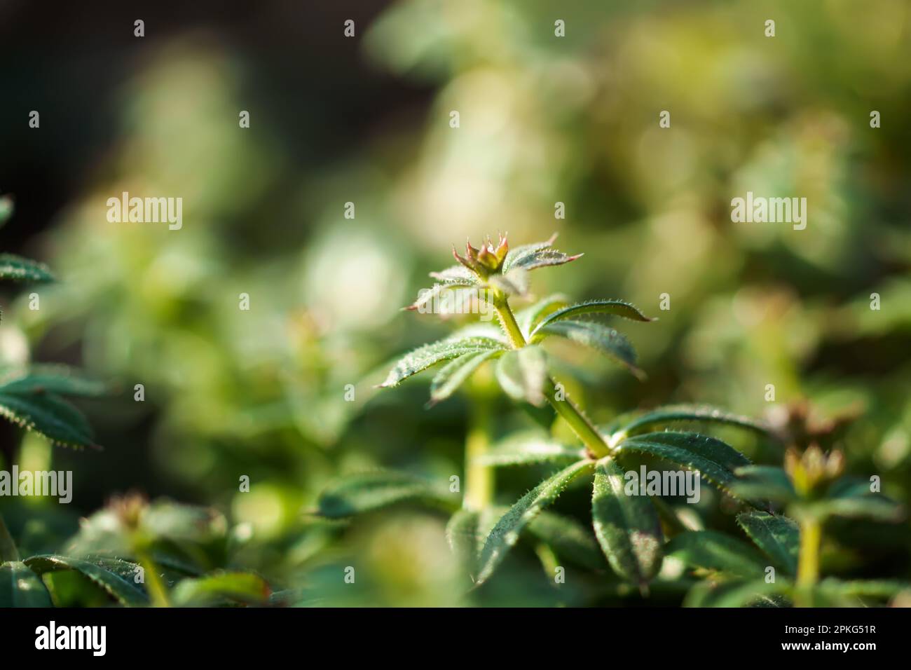 Galium aparine cleavers, catchweed, stickyweed, robinrunthehedge