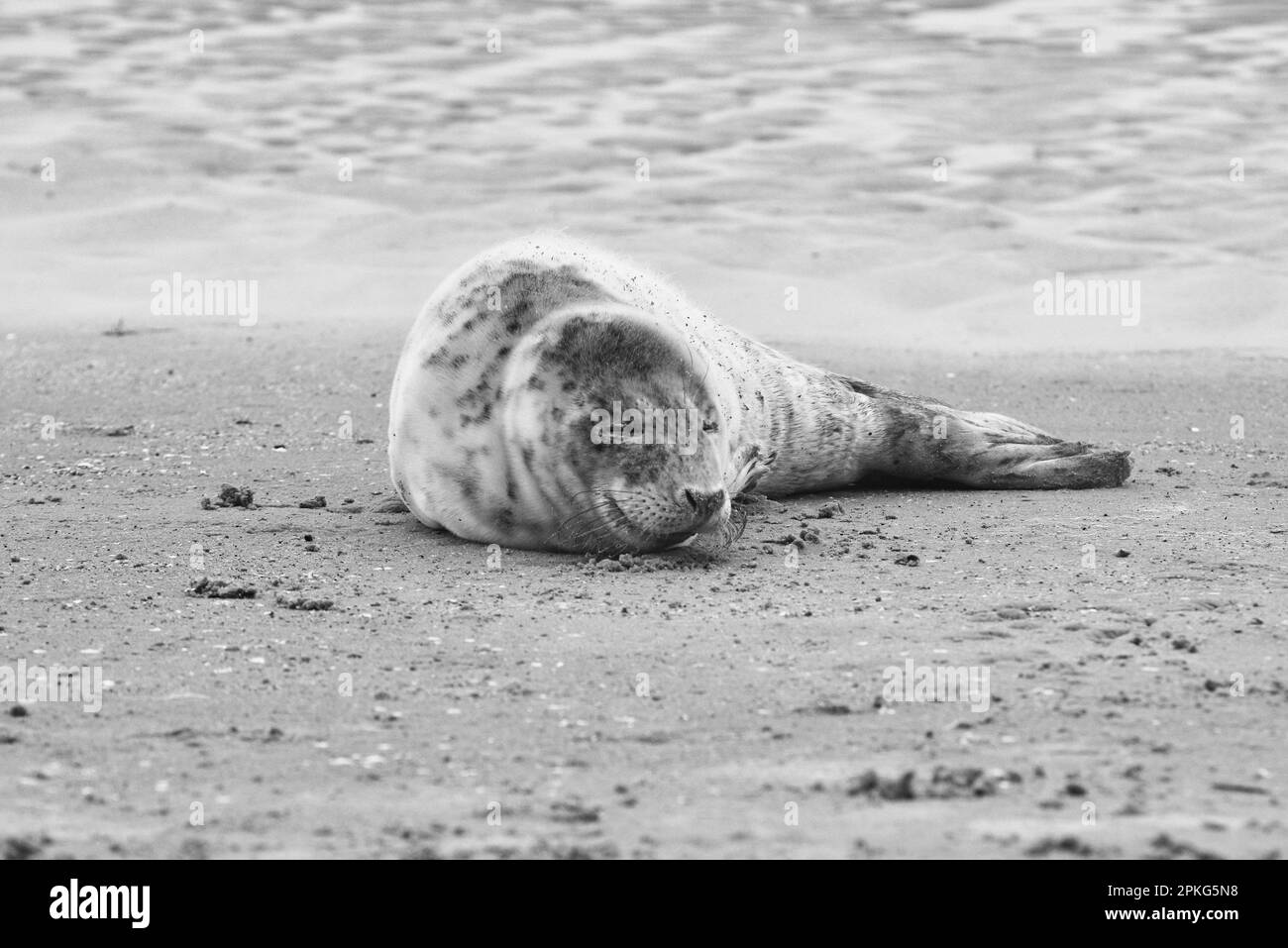 Baby seal relaxing enjoying the lovely day on a Baltic Sea beach. Seal with a soft fur coat long whiskers dark eyes and sharp claws. Harmony with natu Stock Photo