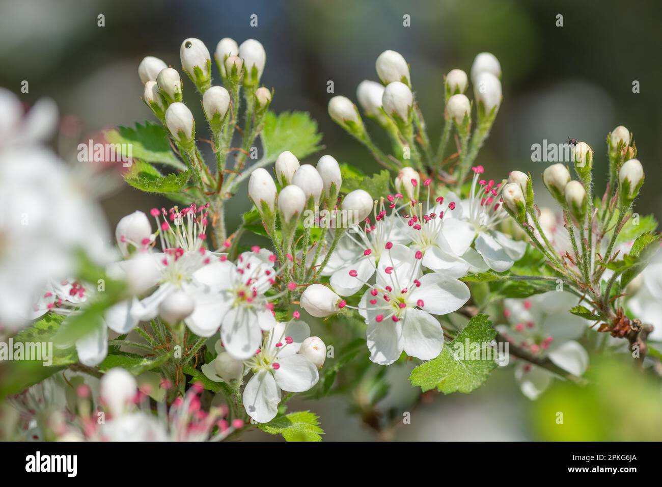Parsley hawthorn with masses of flowers and new buds Stock Photo Alamy