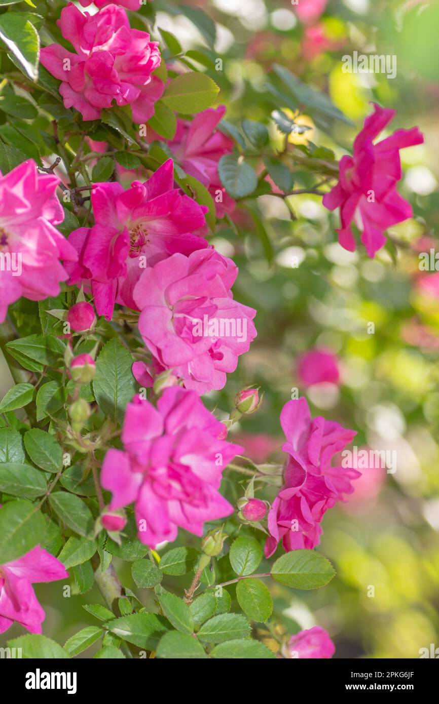 Texas roses hi-res stock photography and images - Alamy