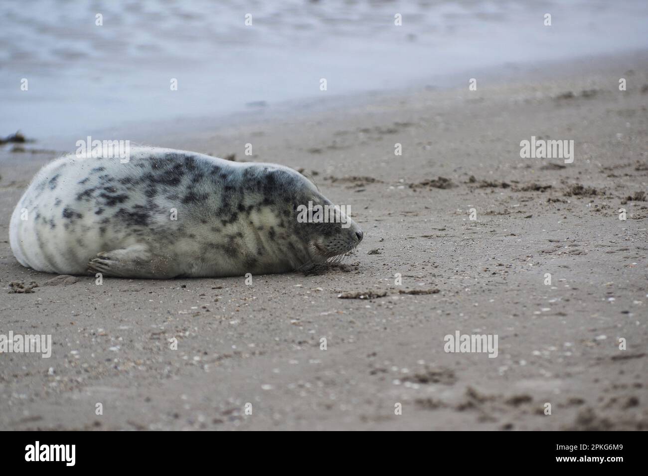 Baby seal relaxing enjoying the lovely day on a Baltic Sea beach. Seal with a soft fur coat long whiskers dark eyes and sharp claws. Harmony with natu Stock Photo
