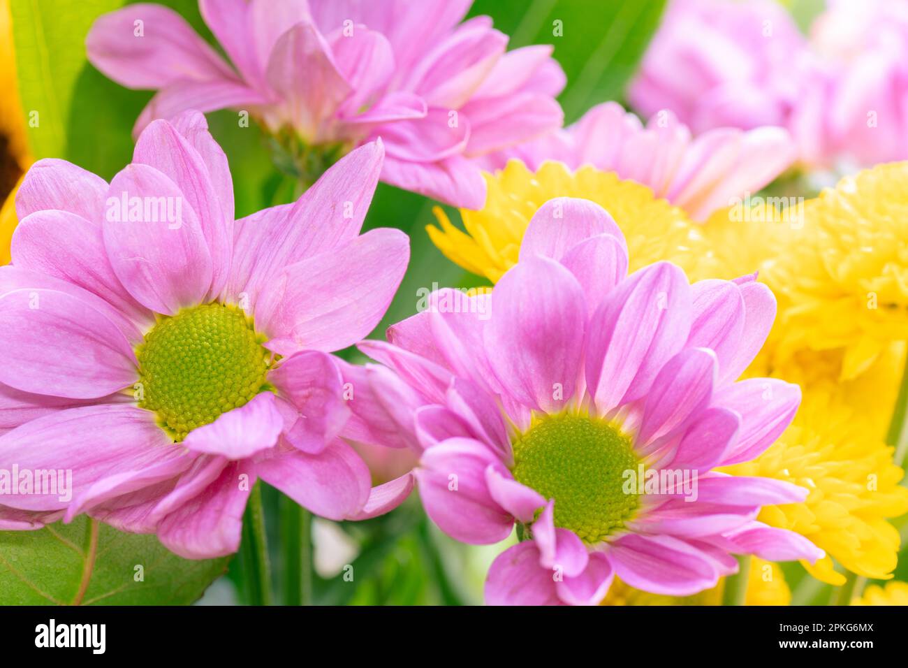 Birthday card pink flowers hi-res stock photography and images - Alamy