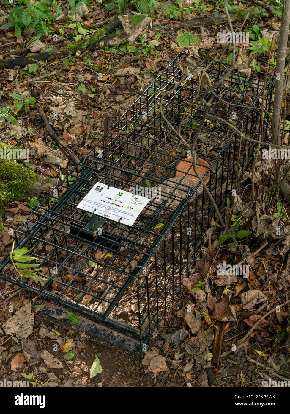 DEFRA Badger Vaccination development project / program wire cage badger trap with bait, Derbyshire, England, UK Stock Photo