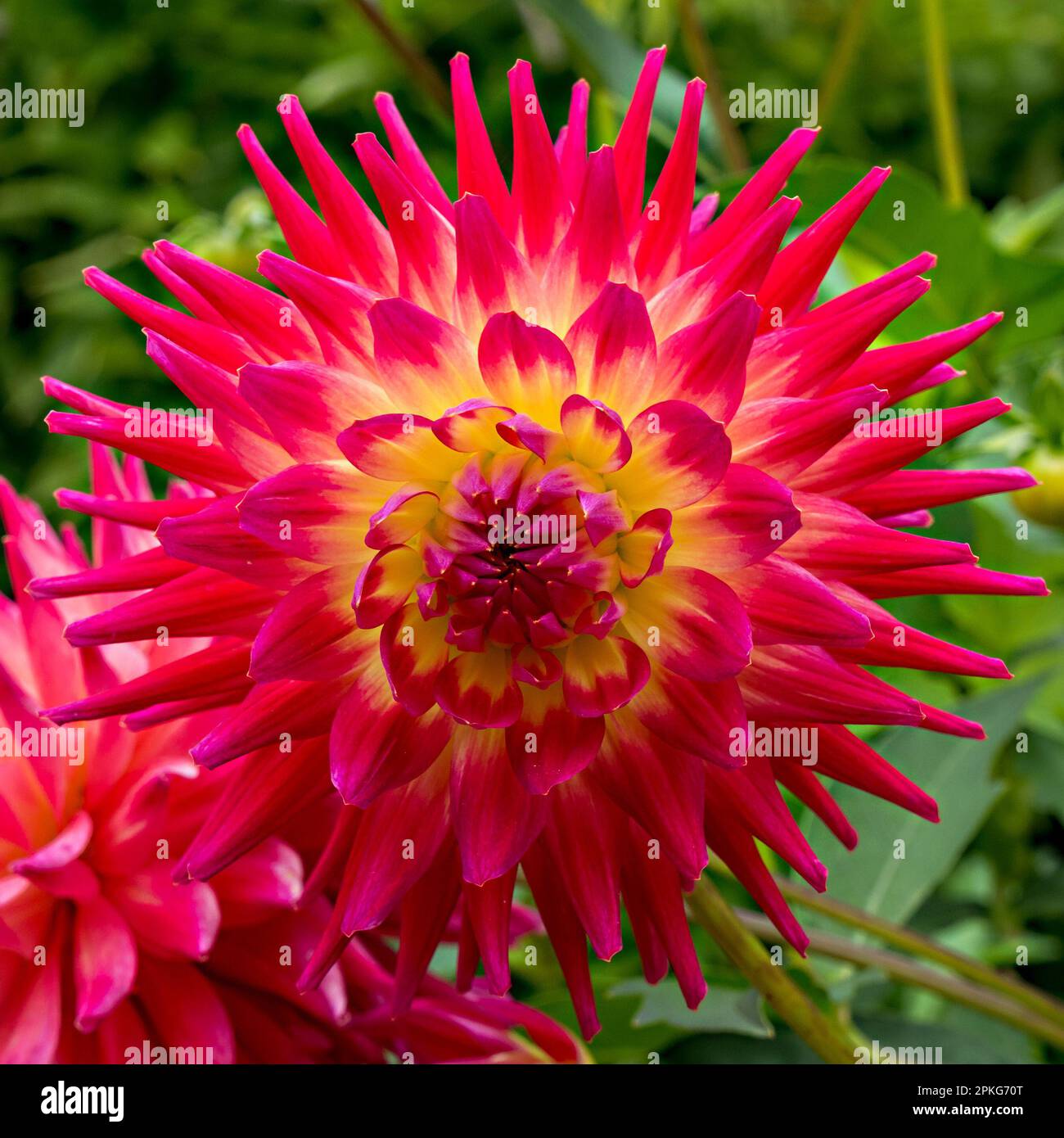 Closeup of one Kenora Wow Dahlia medium semi cactus flower with bright magenta petals with yellow base, Derbyshire, UK Stock Photo