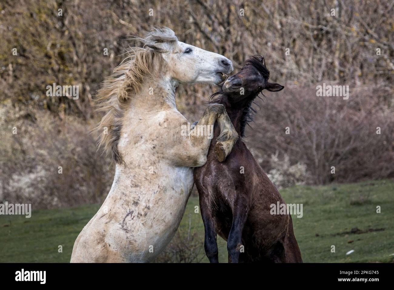 These beautiful wild horses live in Italy forever free Stock Photo Alamy