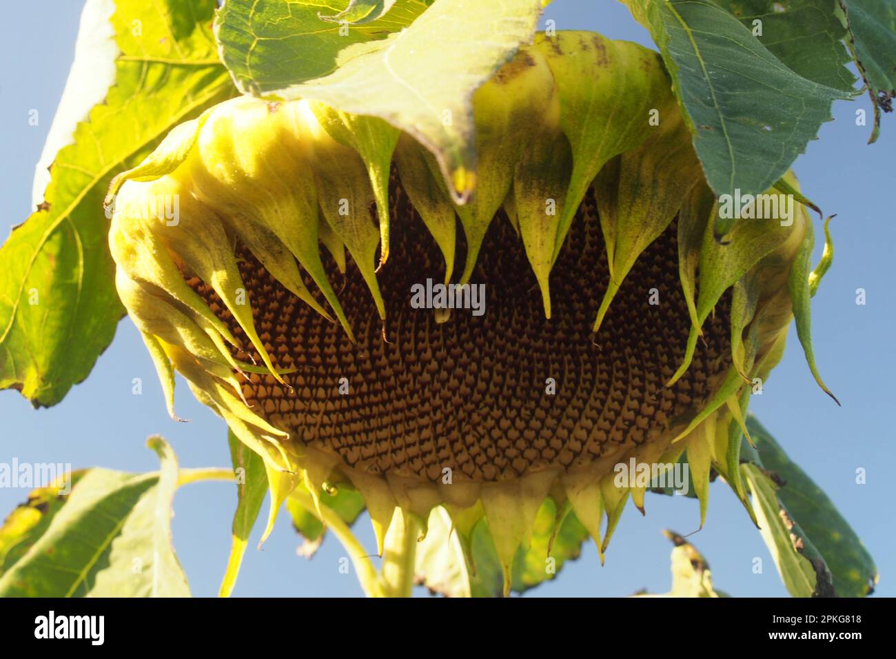 The seed head of a large sunflower drooping over against a blue sky at