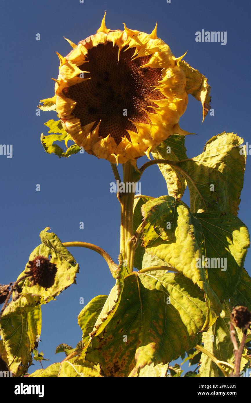 The seed head of a large sunflower drooping over against a blue sky at
