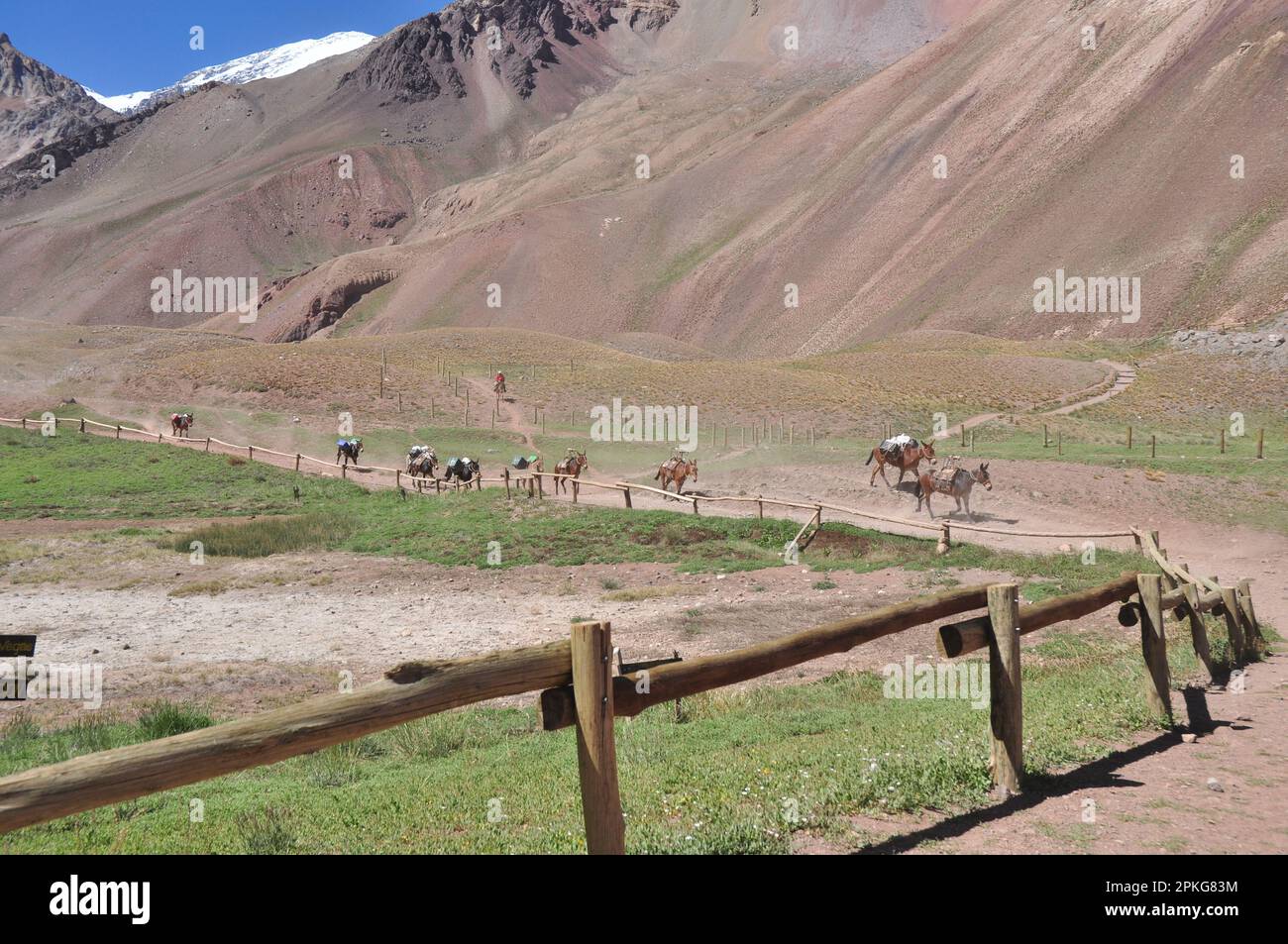Mulas volviendo despues de una jornada de trabajo, Parque Provicnial Aconcagua, Mendoza, Argentina Stock Photo
