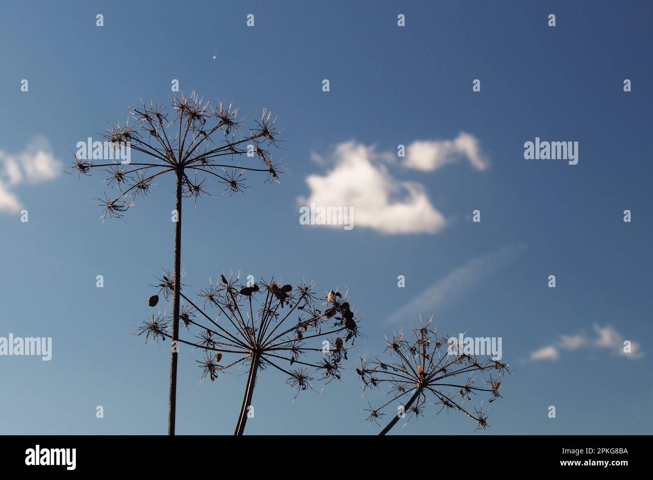 Giant Hogweed Seed Heads Silhouetted Against A Blue Sky With Small giant-hogweed-seed-heads-silhouetted-against-a-blue-sky-with-small