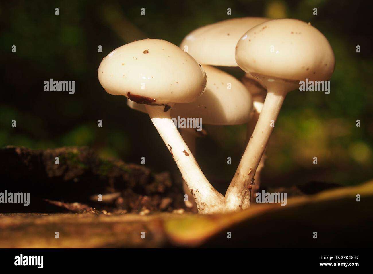 A small group of wood mushrooms growing on a fallen tree trunk Stock ...