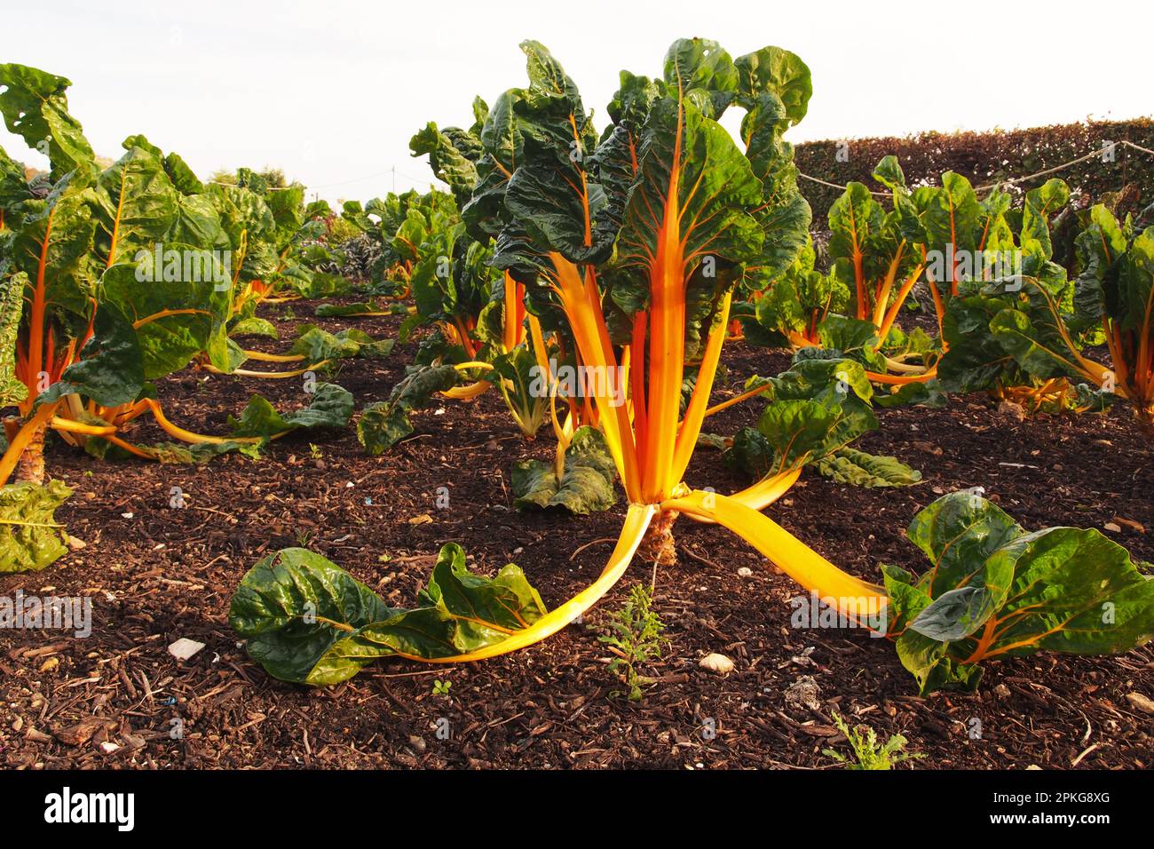 Swiss chard, bright lights, plants growing in an allotment garden, showing the colouful stems