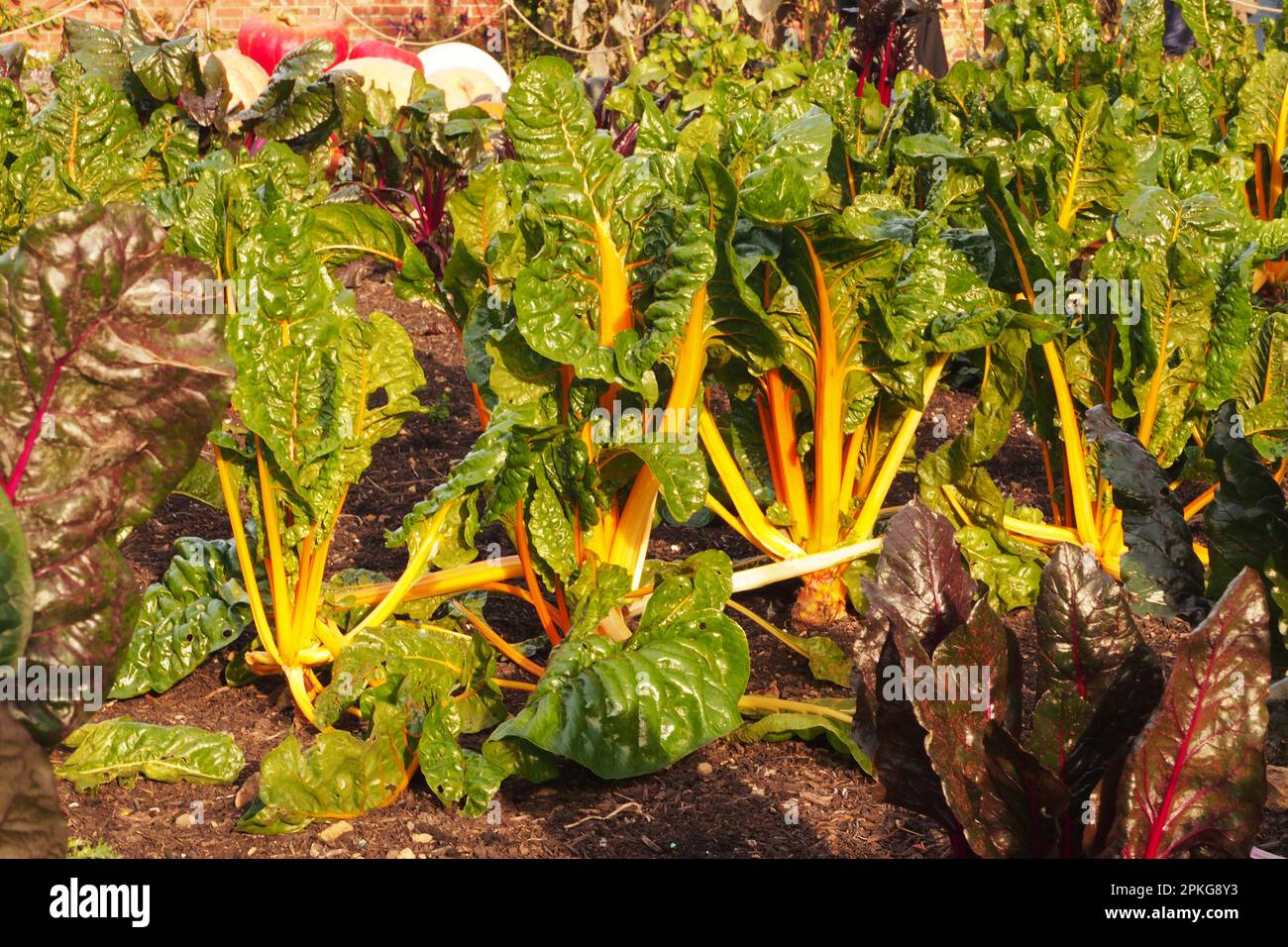 bright lights swiss chard plants
