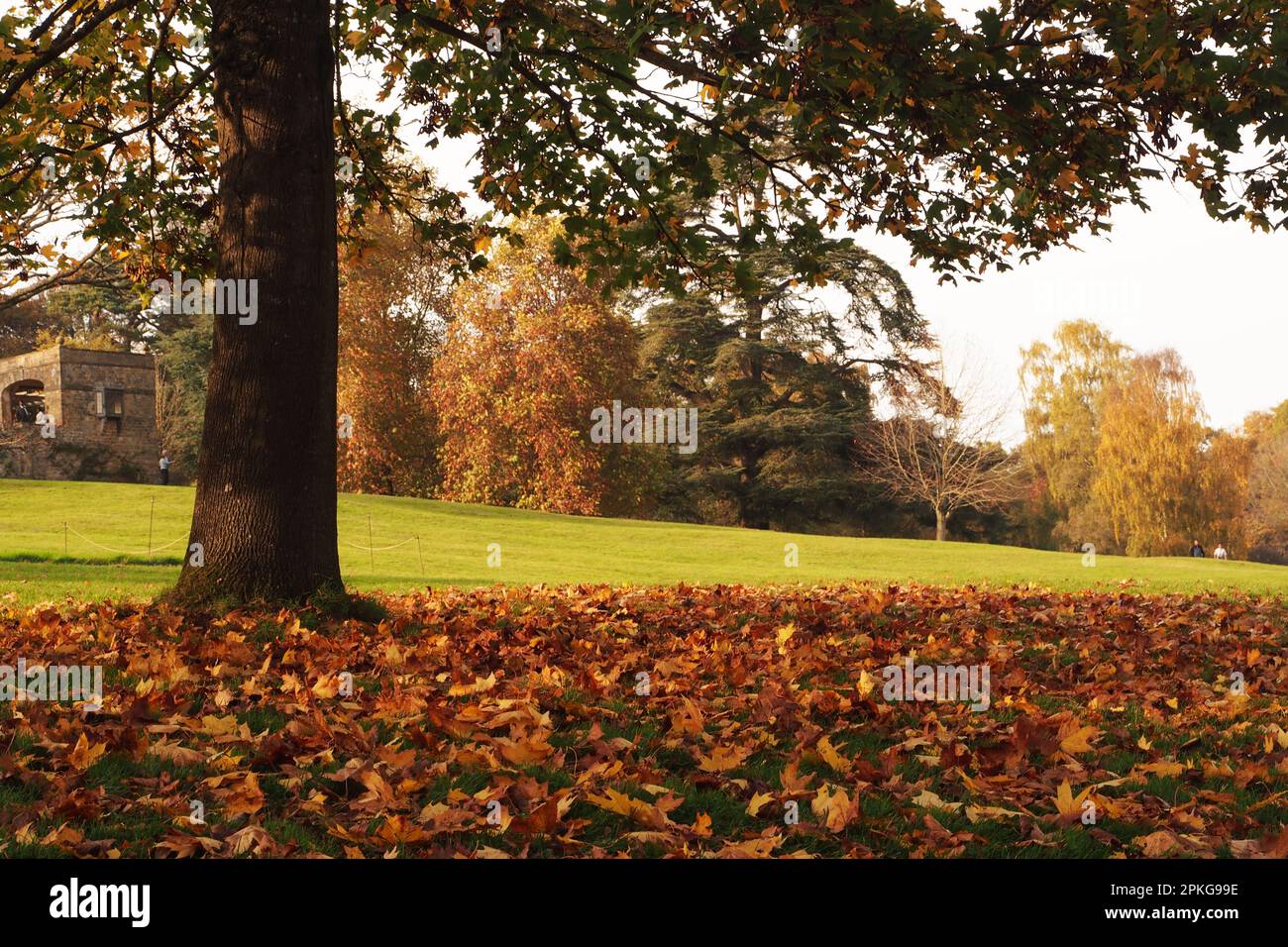 A low down autumn shot looking across an autumn garden lawn with fallen leaves on grass and a autumn coloured trees in the background Stock Photo