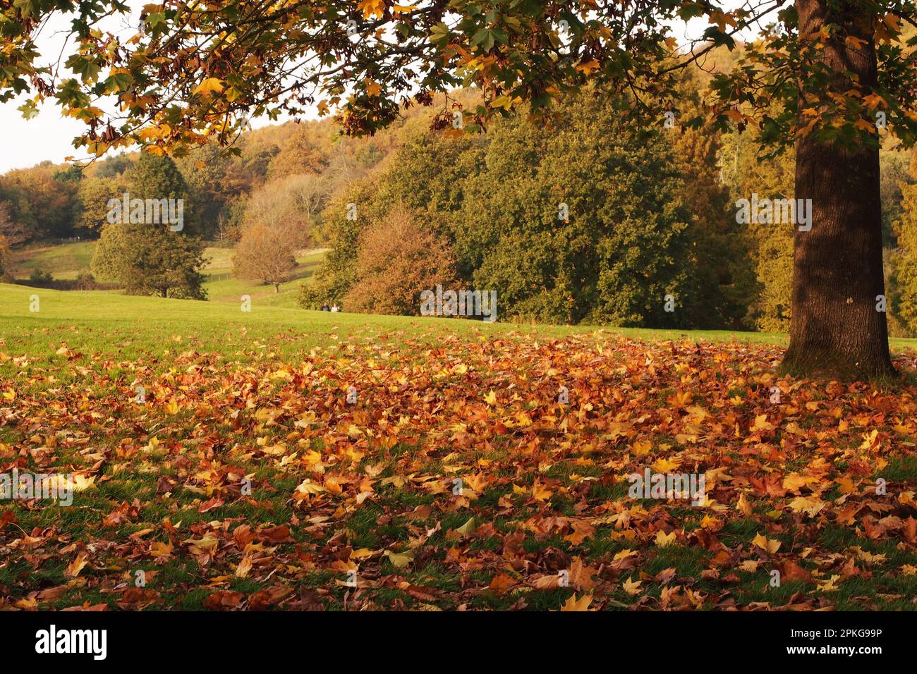 A low down autumn shot looking across an autumn garden lawn with fallen leaves on grass and a autumn coloured trees in the background Stock Photo