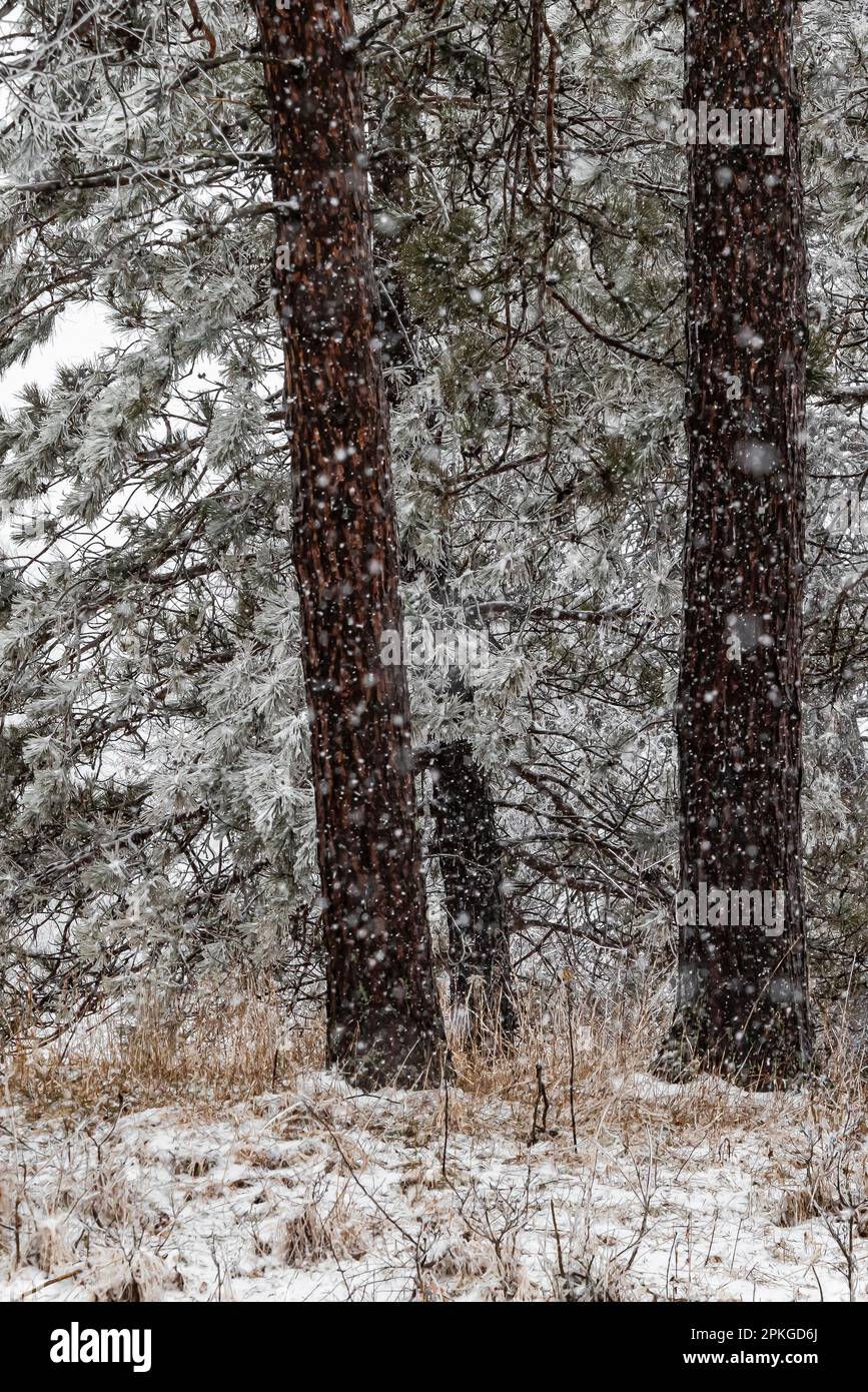 Red Pines, Pinus resinosa, during a snowstorm following an ice storm in March in central Michigan, USA Stock Photo