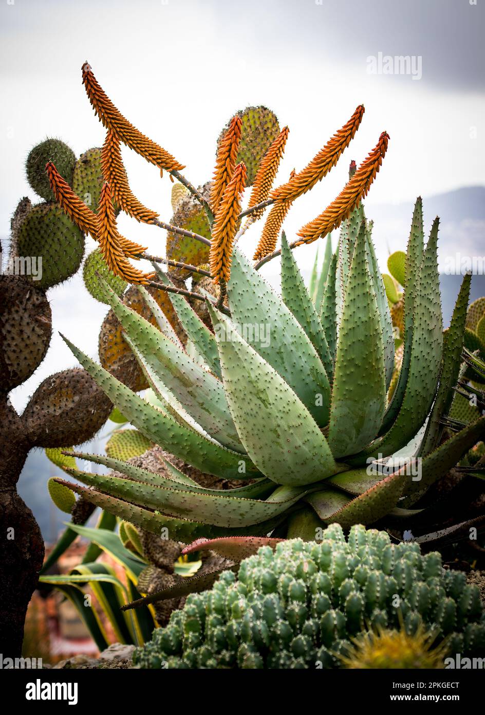 Large Aloe marlothii in bloom Stock Photo