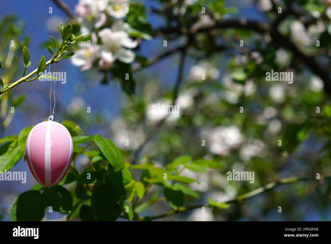 Pink easter egg decoration hanging on a blooming apple tree Stock Photo