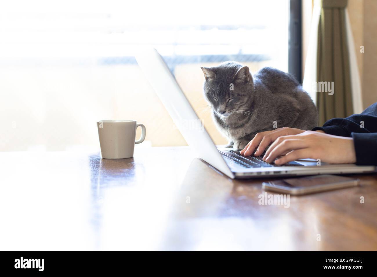 Woman's hand and cat working on laptop Stock Photo