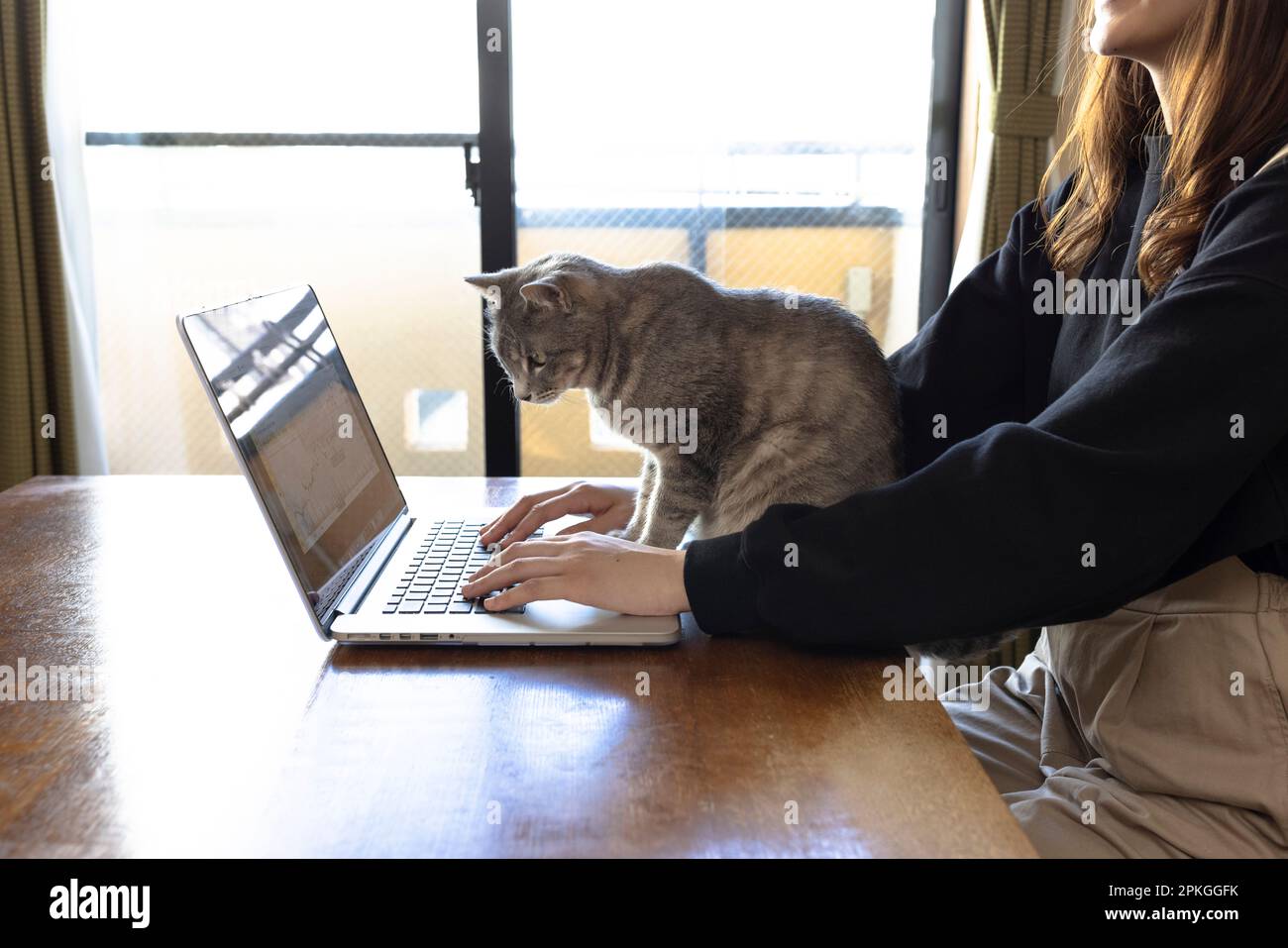 Woman's hand and cat working on laptop computer Stock Photo