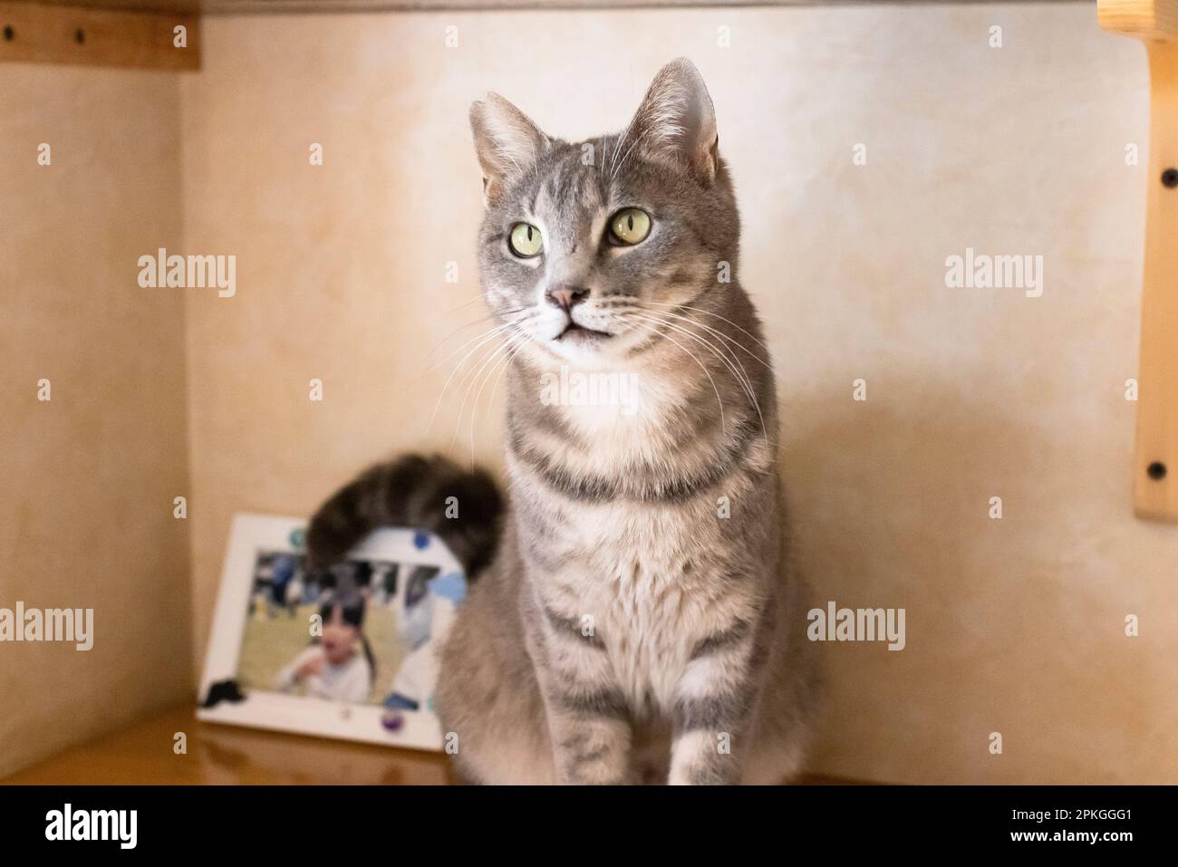Indoor cat Stock Photo
