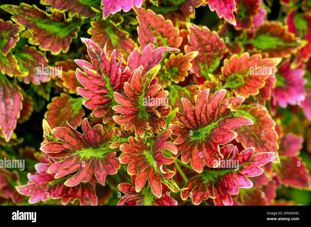 Colorful  Coral Coleus, commonly known as coleus, a species of flowering plant Stock Photo