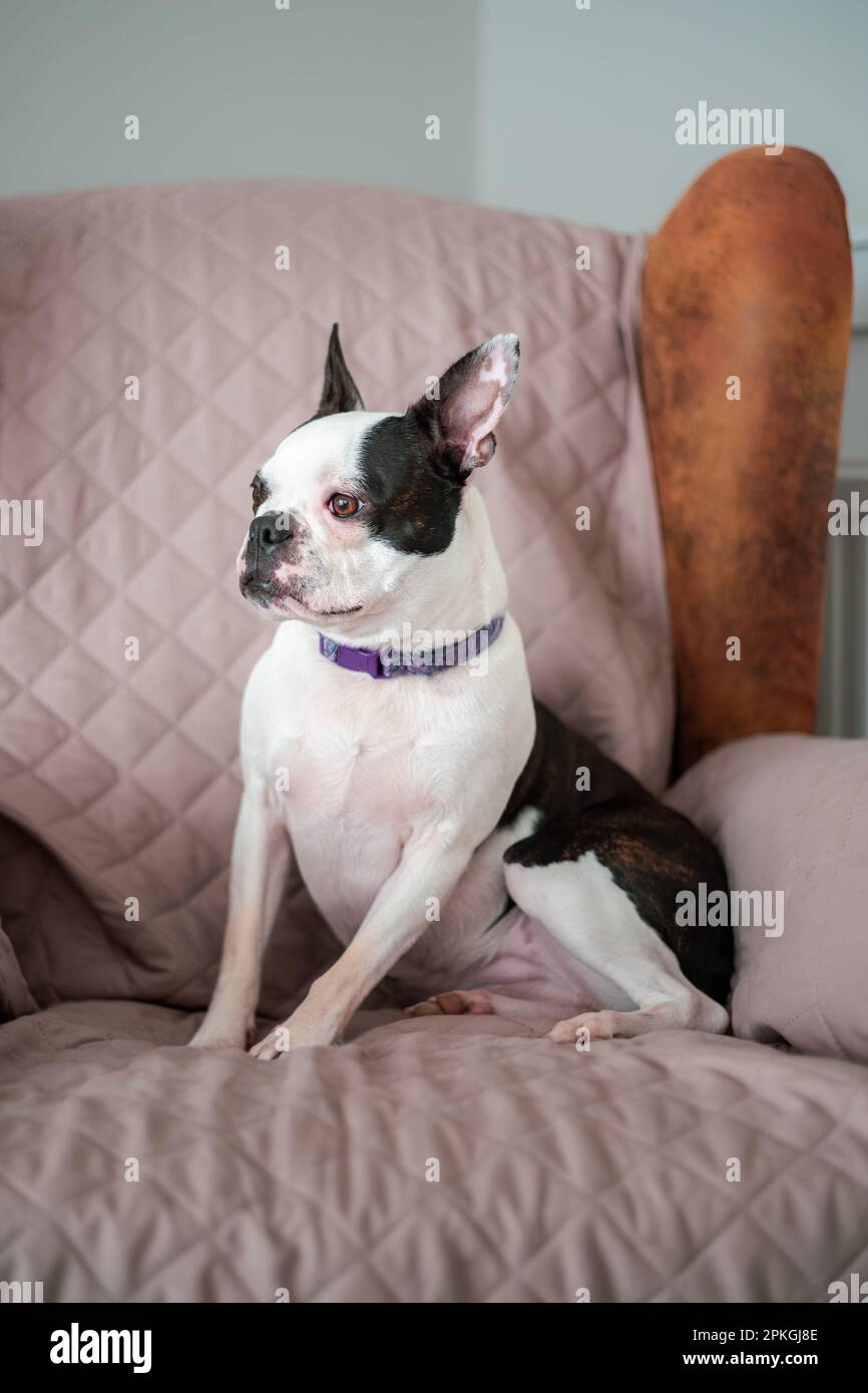 Boston Terrier dog sitting on a suede arm chair which is protected with a cover. She is sitting up with her ears pricked up looking at something away Stock Photo