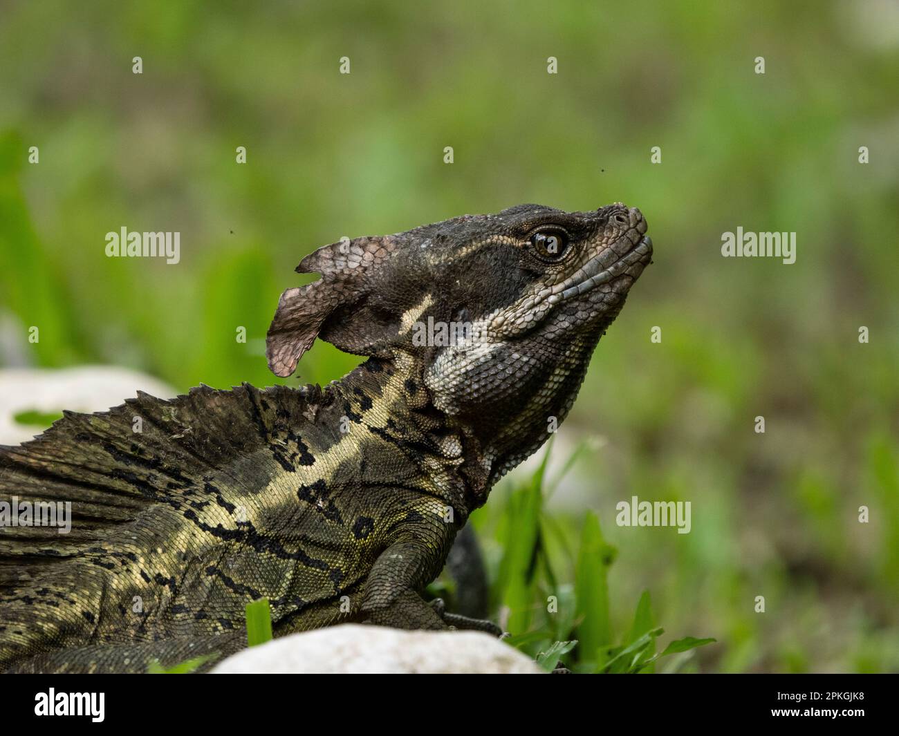 Common basilisk, (Basiliscus basiliscus), Esquinas Rainforest Lodge, Costa Rica Stock Photo