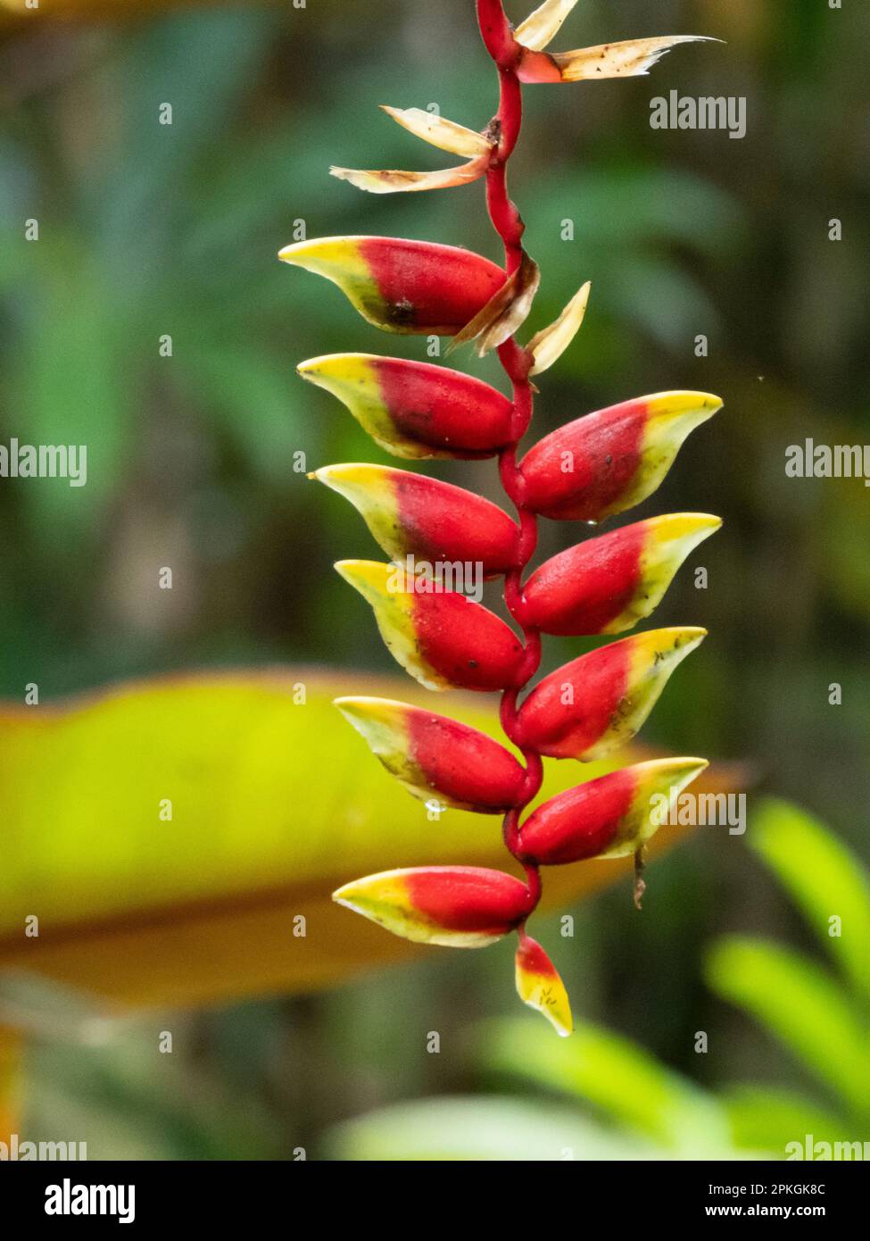 Heliconia flowers.,Esquinas Rainforest Lodge, Costa Rica Stock Photo