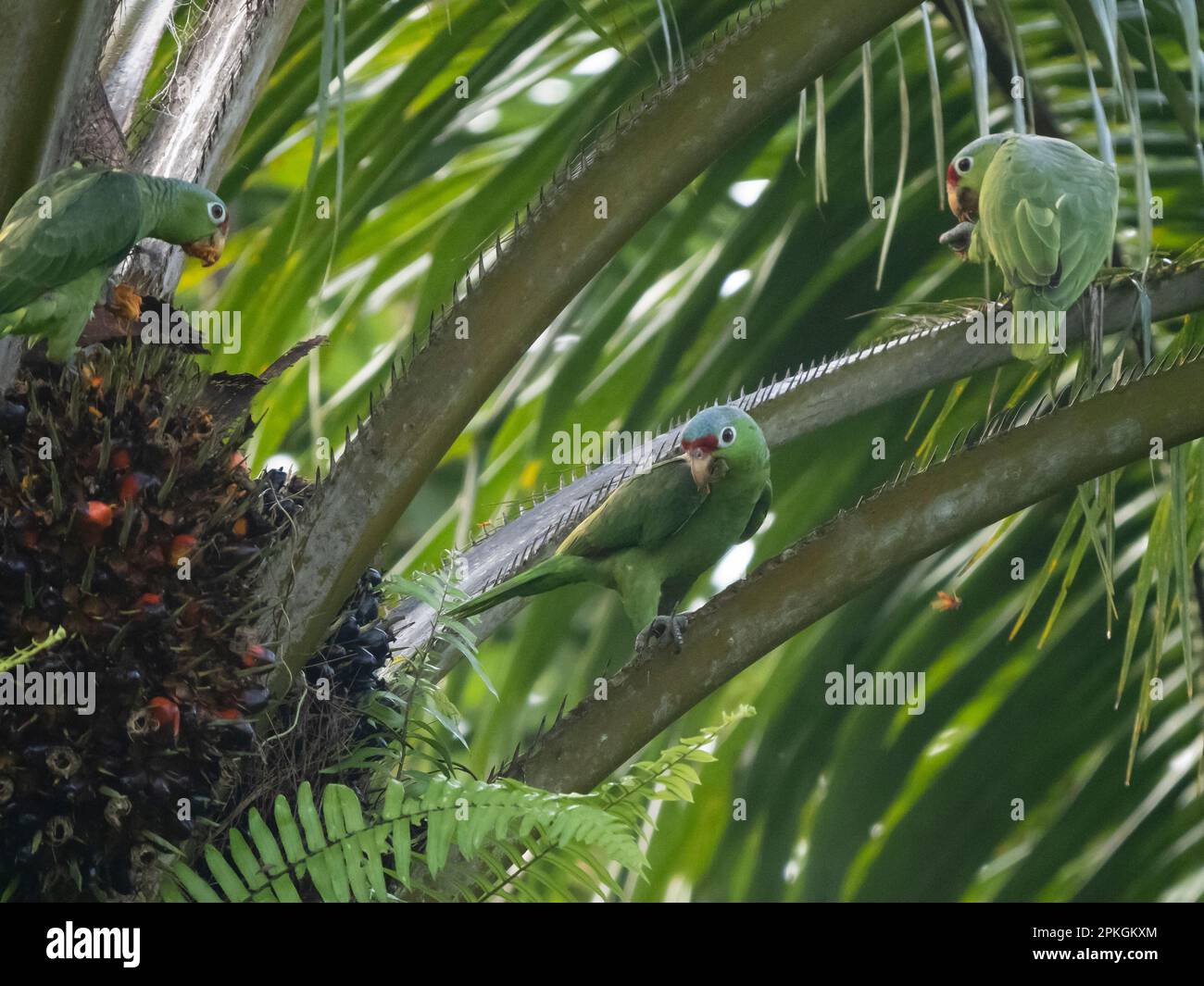 Red-lored parrot, (Amazona autumnalis salvini), La Gamba, Costa Rica Stock Photo