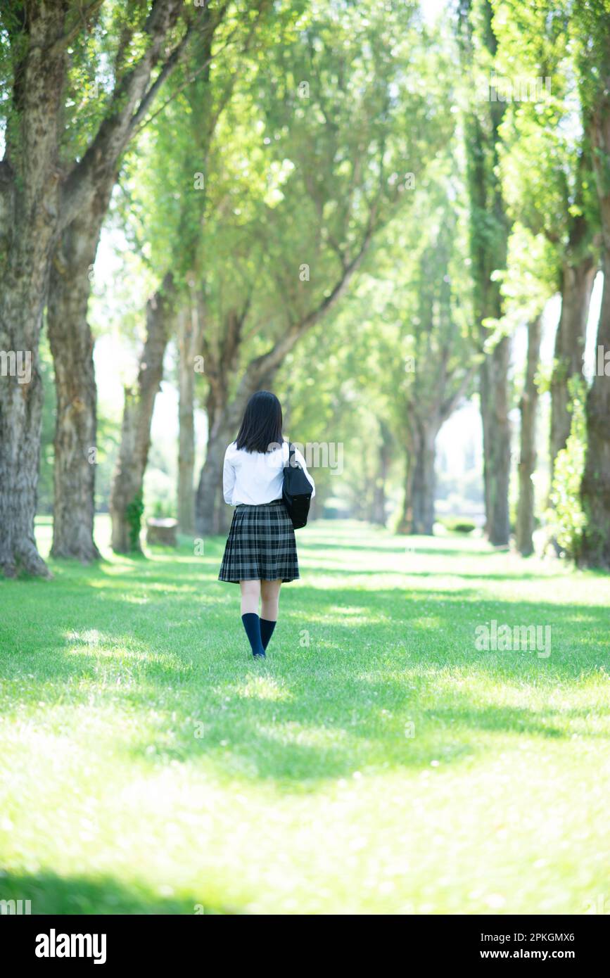 Back view of a female student walking along poplar trees Stock Photo ...