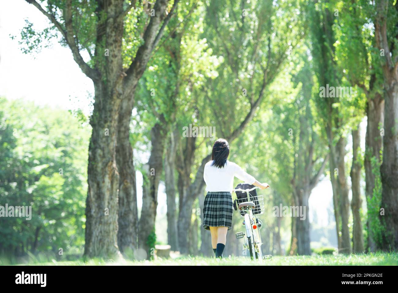 Rear view of female student pushing bicycle along poplar trees Stock Photo