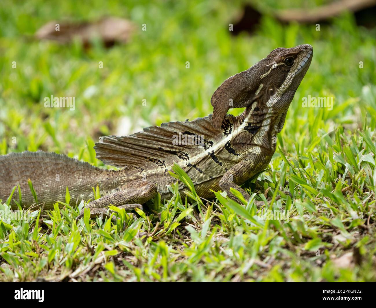 Common basilisk, (Basiliscus basiliscus), Esquinas Rainforest Lodge, Costa Rica Stock Photo