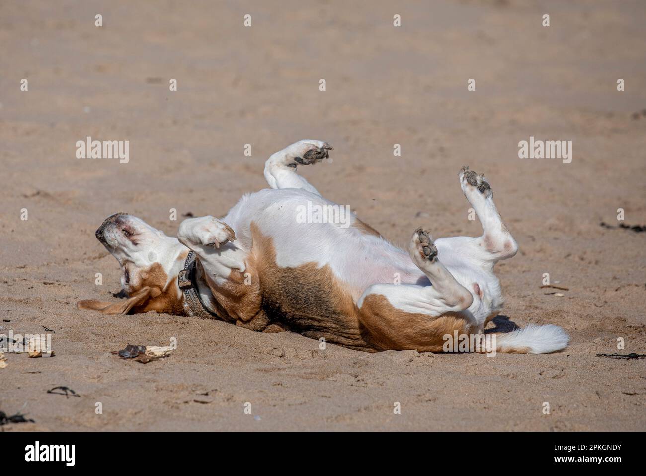 Beagle rolling on the beach Stock Photo