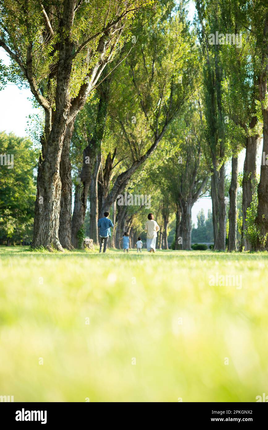 Rear view of a family walking along poplar trees Stock Photo