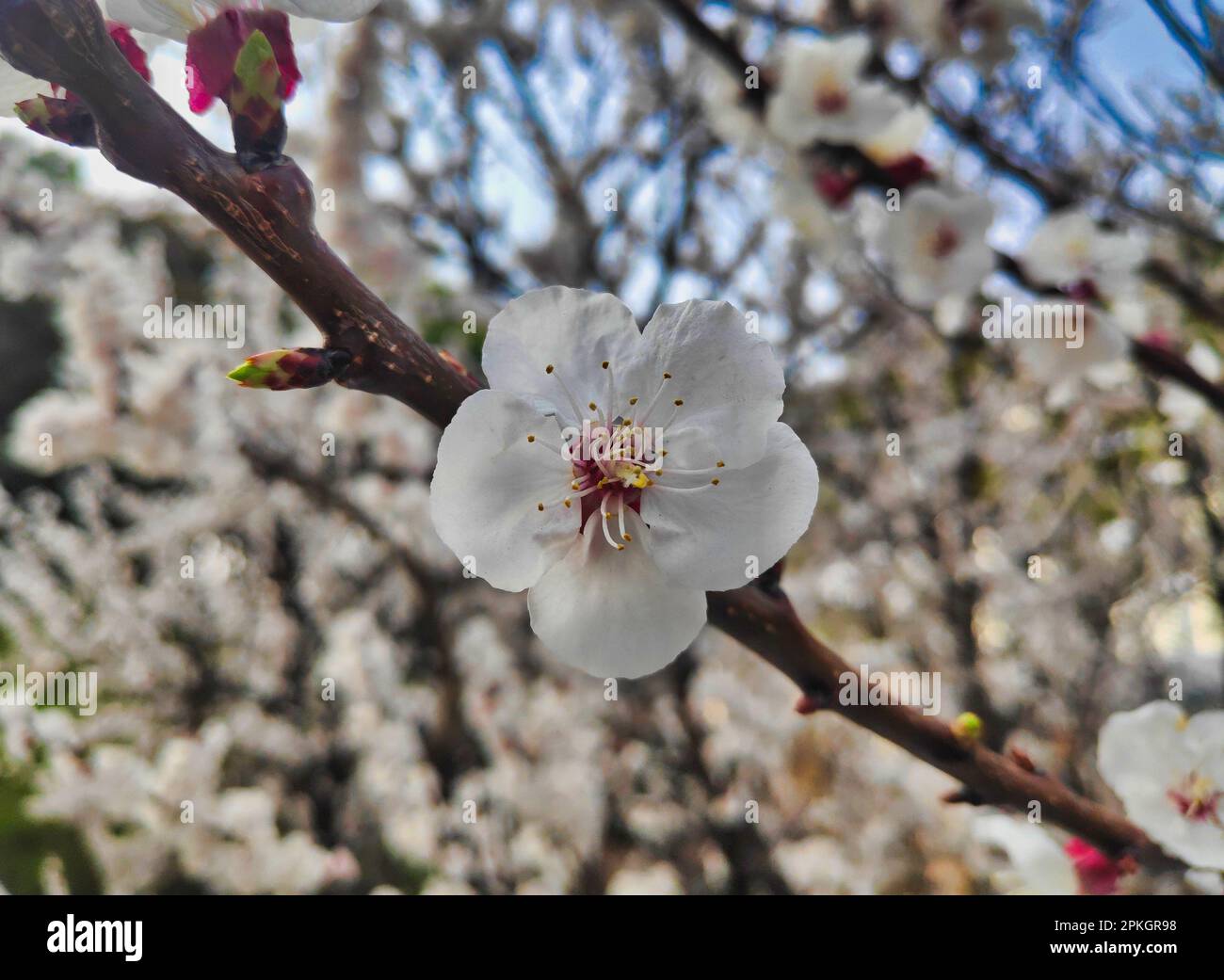 Cherry blossom Blooming in Oncheoncheon Stream, Busan, South Korea