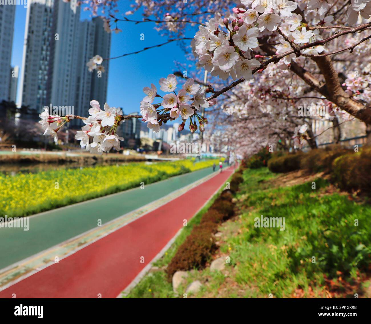 Cherry blossom Blooming in Oncheoncheon Stream, Busan, South Korea