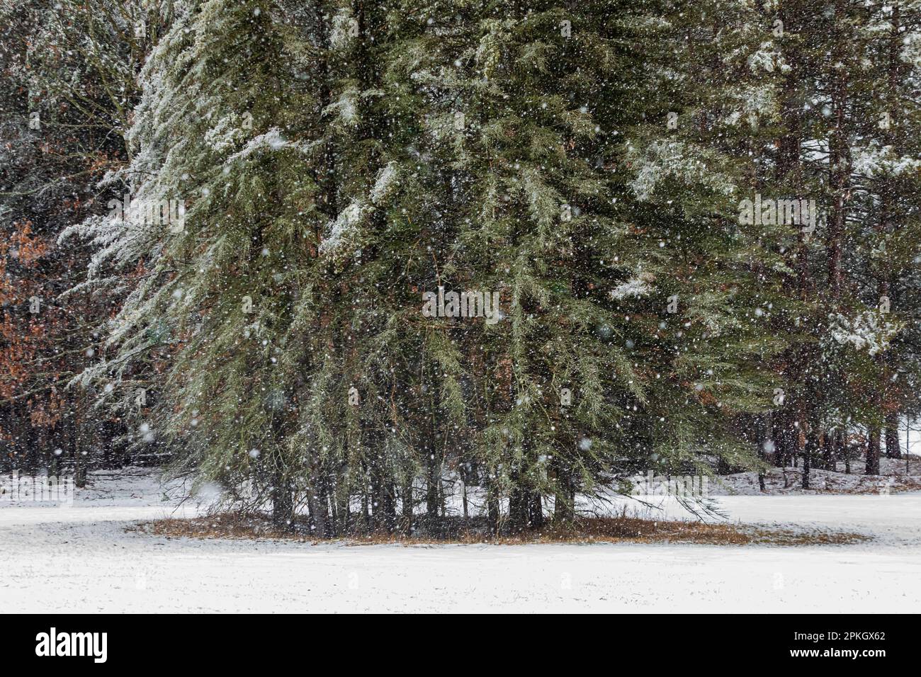 Ice storm coating Eastern White Pine, Pinus strobus, branches in Canadian Lakes community in March in central Michigan, USA Stock Photo