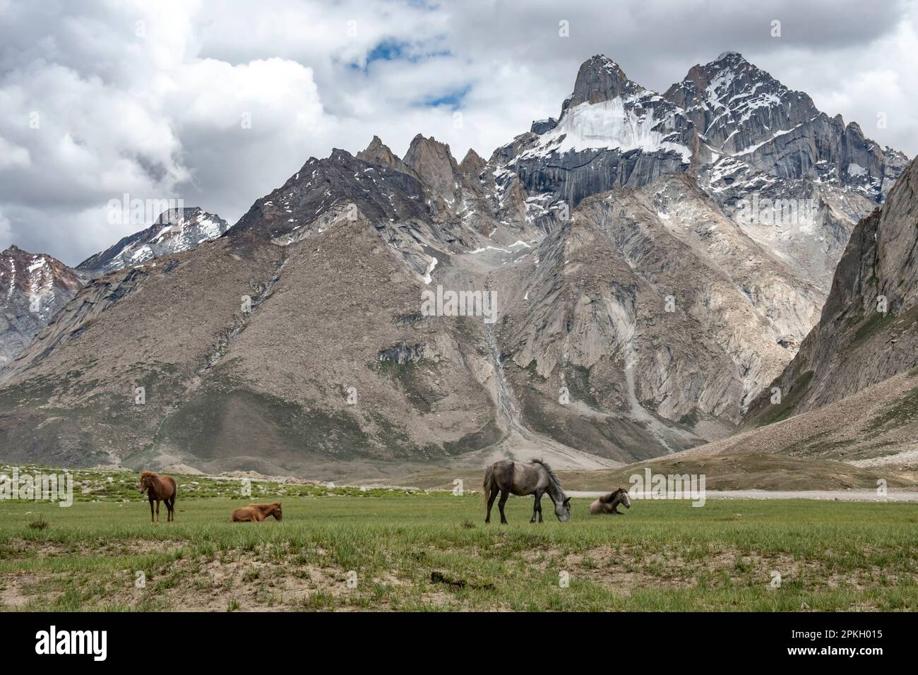 Grassland with mountains in Ladakh, India. Ladakh is the highest plateau in  the state of Jammu & Kashmir, with much of it being over 3,000m Stock Photo  - Alamy