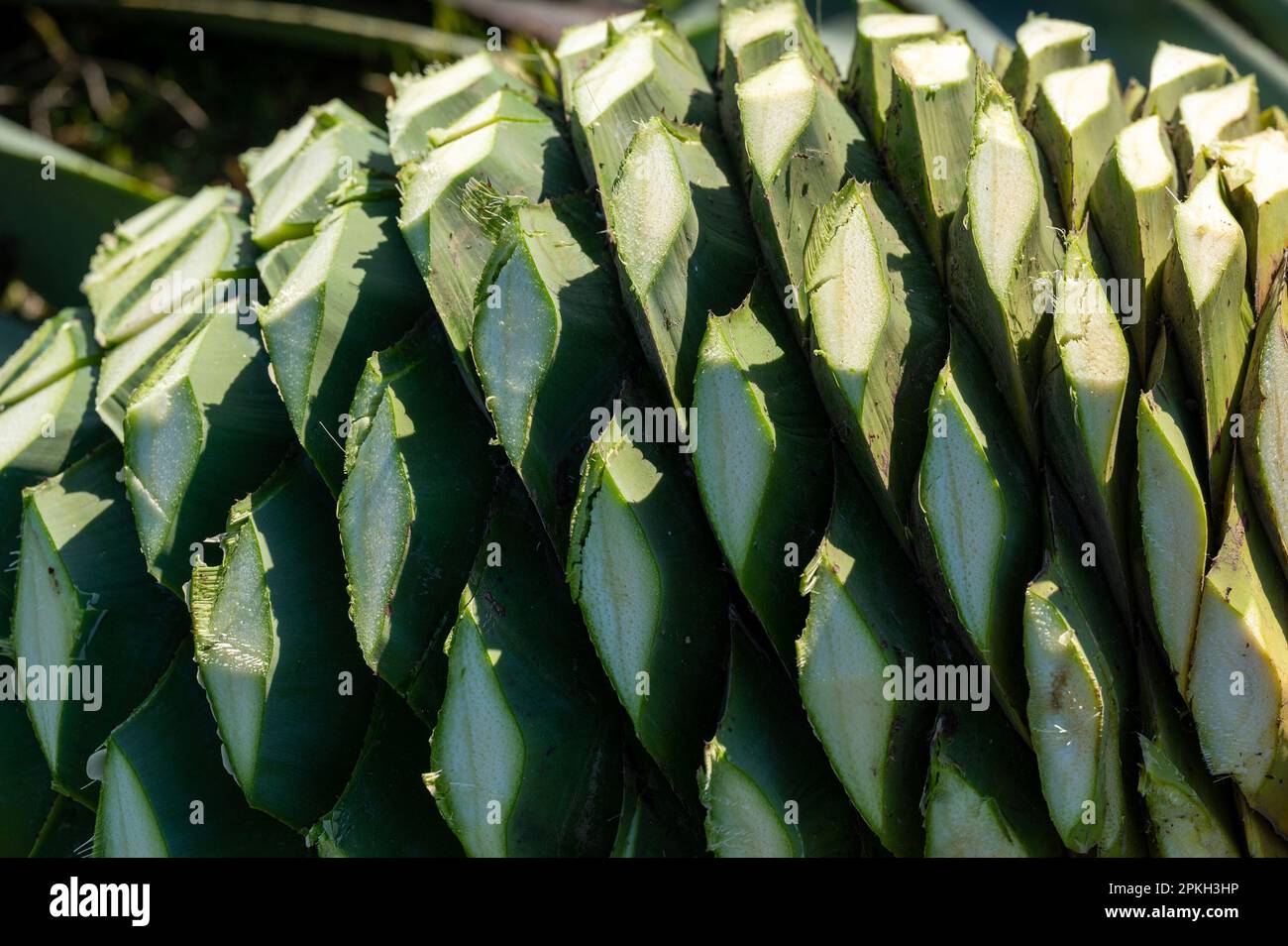 Yolo County, CA, USA. 17th Mar, 2023. The agave "pina"" or central bulb  weights about 130-160 pounds is harvested in Yolo County, Friday, March 17,  2023. The leaves have been cut off