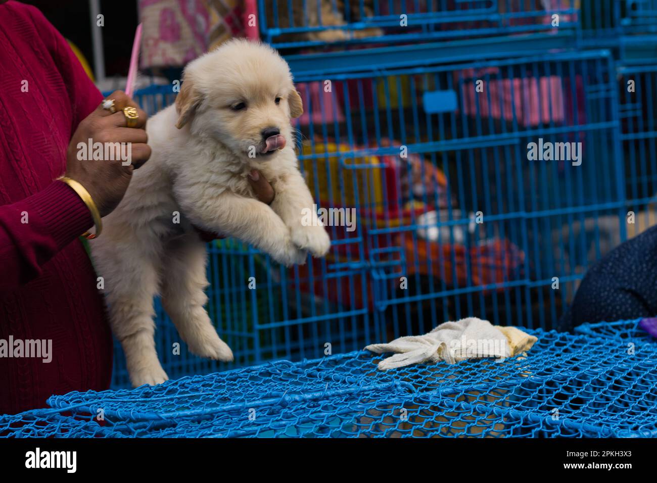 Cute Labrador puppy being combed or groomed at a pet store for adoption. Labrador is a popular pet dog in India and all over the globe. Stock Photo