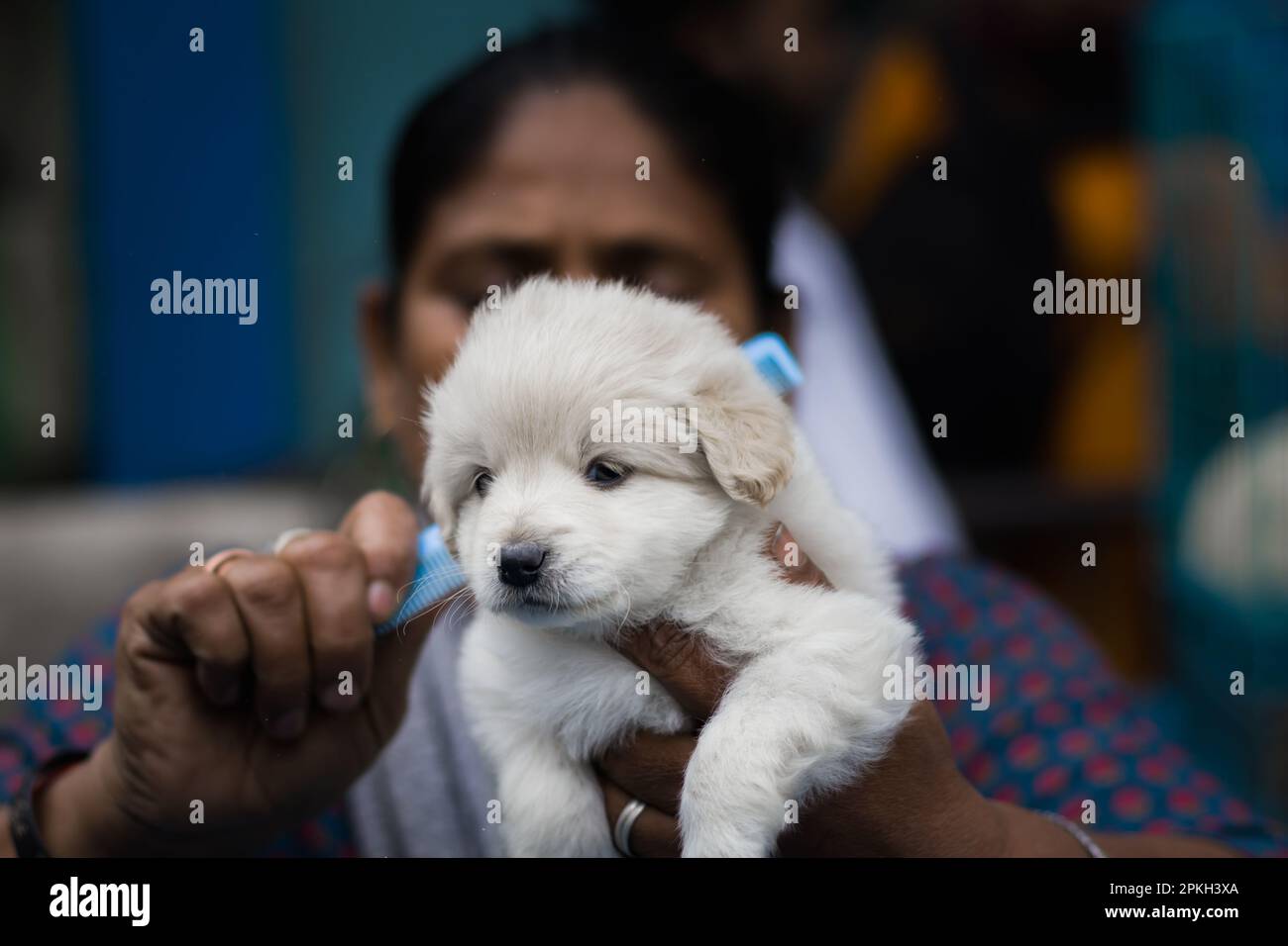 Cute Labrador puppy being combed or groomed at a pet store for adoption. Labrador is a popular pet dog in India and all over the globe. Stock Photo