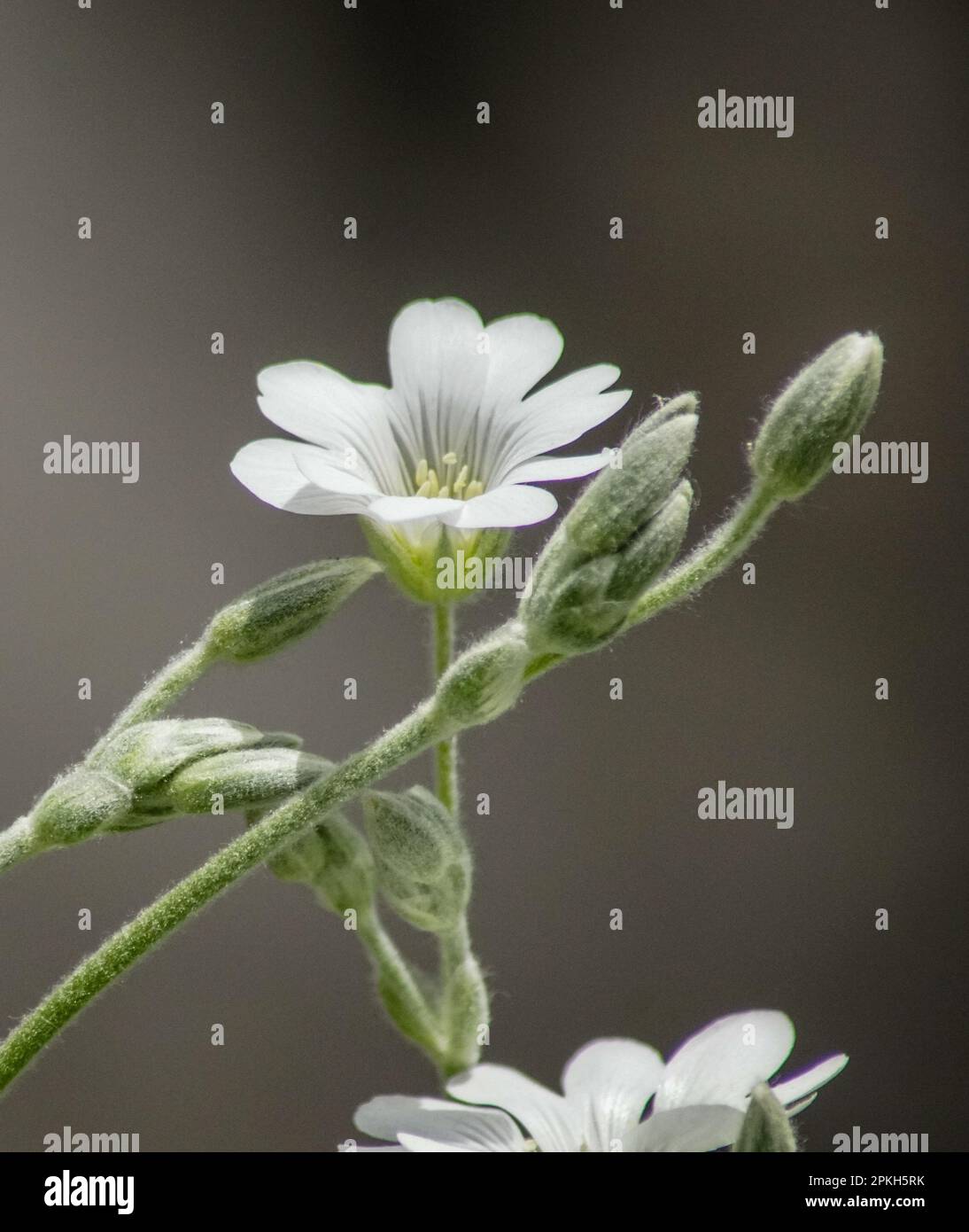 Close-up of white flowering plant against blurred background Stock Photo