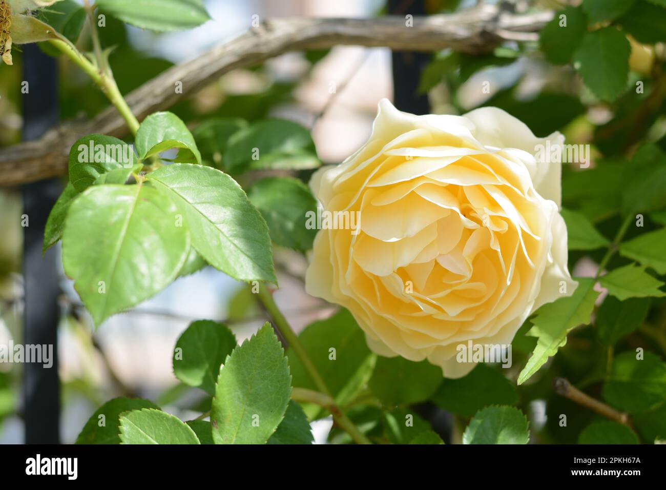 Beautiful yellow rose flower hi-res stock photography and images - Alamy