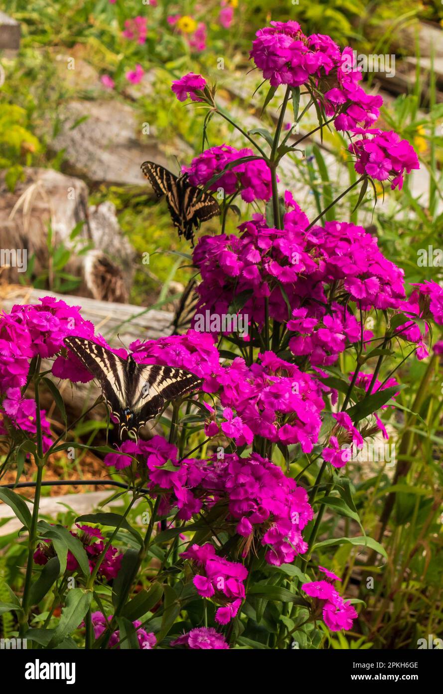 Sweet William and Swallowtail butterfly in the spring garden, vertical view. Stock Photo