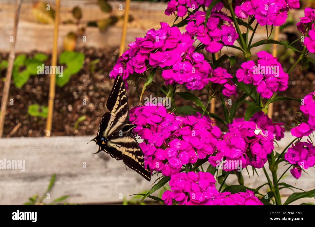 Yellow Swallowtail butterfly beside pink Sweet William blossoms  in garden. Stock Photo