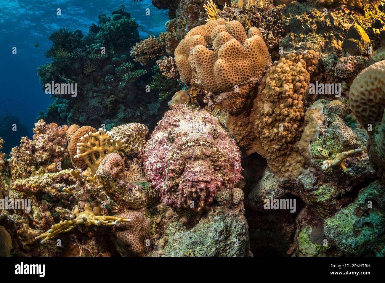 Red Sea stonefish, Synanceia nana, well camouflaged and highly venomous, Hurghada, Egypt, Red Sea, Indian Ocean Stock Photo